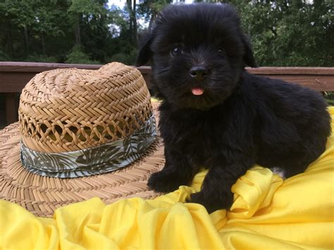 Kase havanese - Post by @kasehavanese. Enter your email address to follow this website and receive notifications of new posts by email.